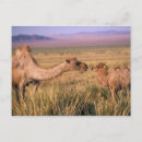 Search for goby postcards Environment