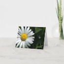 Search for shasta cards Daisies