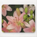 Search for pink lilly electronics Lillies