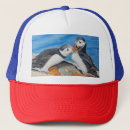 Search for puffin hats Animal