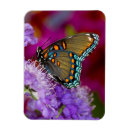 Search for fuchsia flower magnets Close up