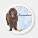 Search for newfoundland magnets Dog