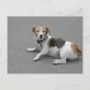 Search for dog coat postcards Cute