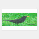 Search for blackbird stickers Animal