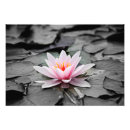 Search for aquatic posters Water lily