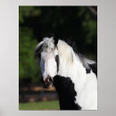 Search for gypsy horse posters Animal
