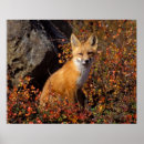 Search for fall colours posters Wildlife