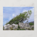 Search for windswept postcards Nature
