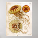 Search for vintage jellyfish posters Ocean