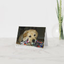 Search for pups cards Labrador retriever
