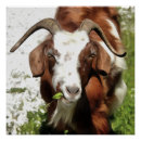 Search for grazing posters Nature