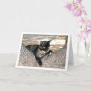 Search for tortoiseshell cards Feline