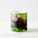 Search for red panda coffee mugs Wild