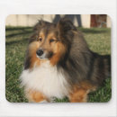 Search for shelties electronics Cute