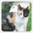 Search for the phantom stickers Cat