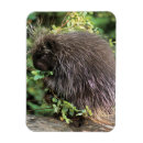 Search for hedgehog magnets Leaf