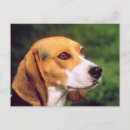 Search for beagling postcards Dogs