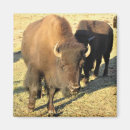Search for bison magnets Nature