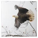 Search for bald eagle tiles Wings