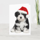 Search for havanese christmas cards Beautiful