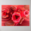 Search for cell inside Blood cells