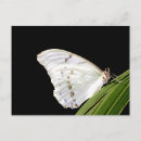 Search for morpho butterfly postcards Animal