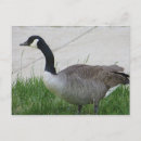 Search for goose postcards Animals