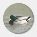 Search for duck magnets Design