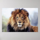 Search for lion photography posters Beautiful