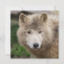 Search for white wolf cards Wild