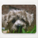 Search for pupppy Cute