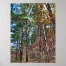 Search for forest path posters Colorful