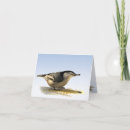 Search for nuthatch cards Ornithology