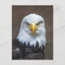 Search for bald eagle stamp postcards Wild life