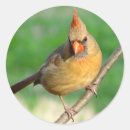 Search for female cardinal stickers Nature