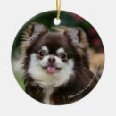 Search for long haired chihuahua christmas tree decorations Looking up