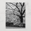 Search for black and white bicycle postcards Tree