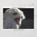 Search for yawn postcards Owl