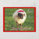 Search for funny sheep christmas cards Xmas