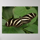 Search for zebra longwing posters Butterflies