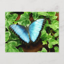 Search for morpho postcards Blue
