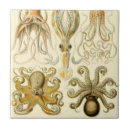 Search for octopus tiles Ernst haeckel