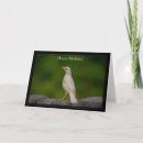 Search for albino cards Wildlife