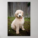 Search for large breed posters Goldendoodle