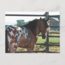 Search for miniatures postcards Horse