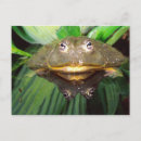 Search for burrowing postcards Fauna