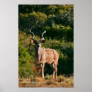 Search for antelope africa posters Nature