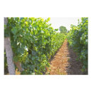 Search for viticulture posters Winery