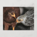 Search for gossip postcards Birds