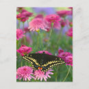 Search for swallowtail postcards Papilio polyxenes